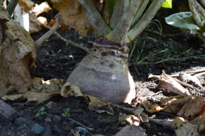 growing-rutabaga