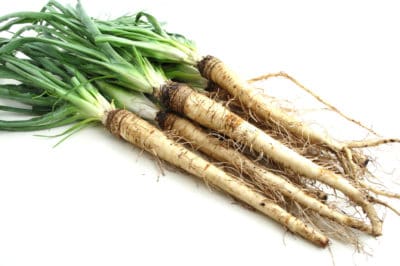 growing-salsify