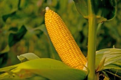 growing-sweet-corn