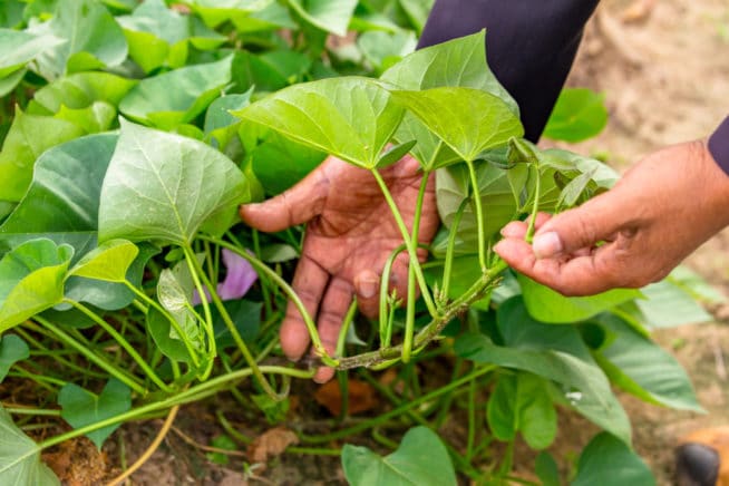 How Long Do Sweet Potatoes Take To Grow Garden eco how-long-do-sweet-potatoes-take-to-grow-garden-eco
