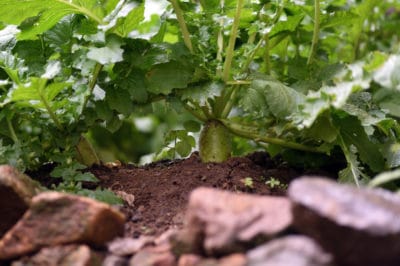 growing-turnip-greens