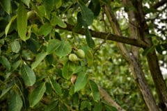 growing-walnut-trees