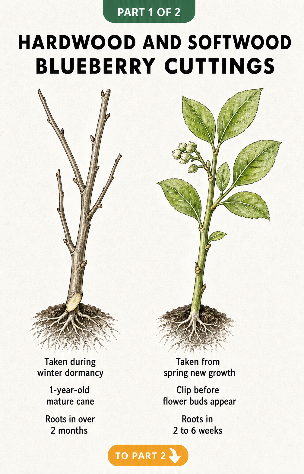 Illustration comparing hardwood and softwood blueberry cuttings, showing a dormant woody branch and a fresh leafy shoot.