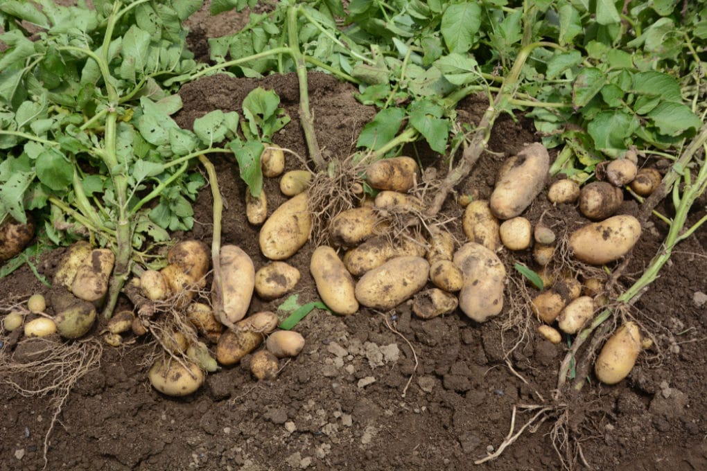 When to Plant Potatoes in Zone 7? » Top Tips