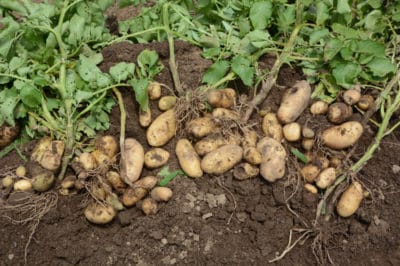 harvesting-potatoes