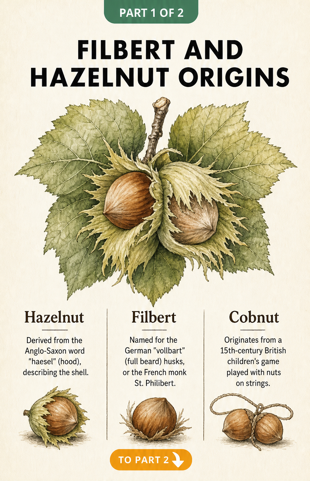 Botanical illustration of a hazelnut in its husk with text explaining the origins of the names hazelnut, filbert, and cobnut.