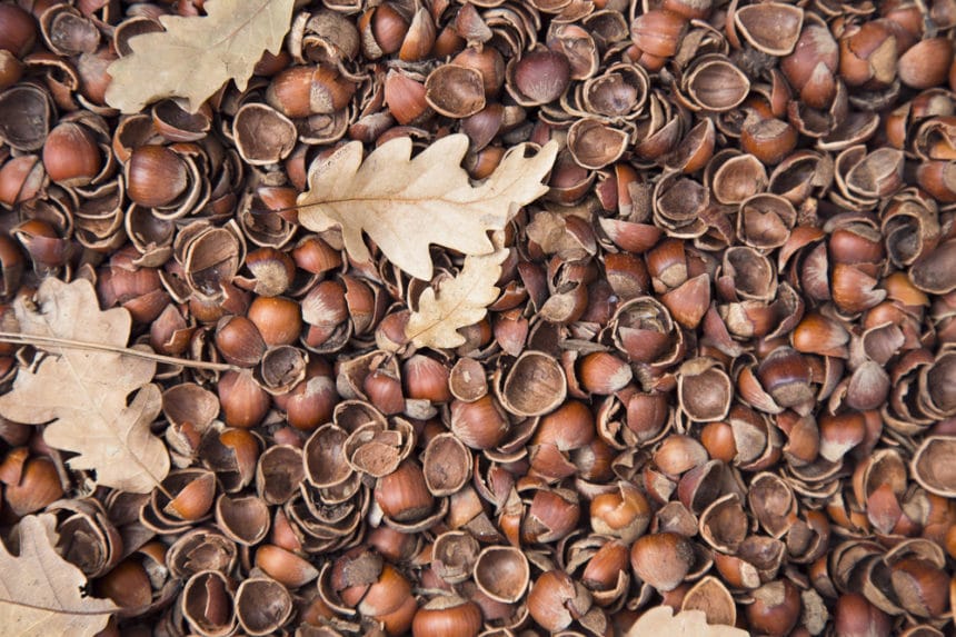 Pecan Shell Mulch » Top Tips on Use and Benefits