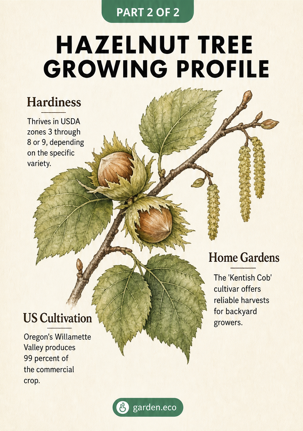 Botanical illustration of a hazelnut branch with growing profile details including hardiness zones, US cultivation, and home garden cultivars.