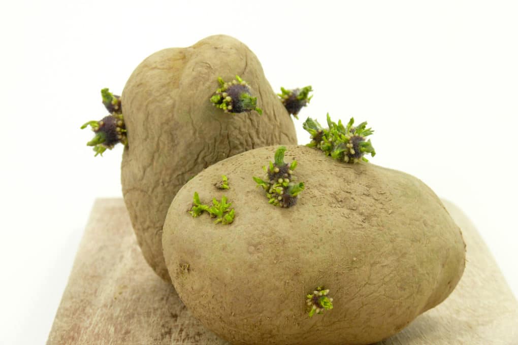 Do Potatoes Have Seeds? » Facts on Seed Production