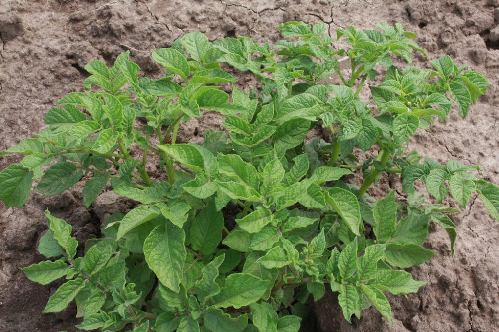 When to Plant Potatoes in Zone 7? » Top Tips