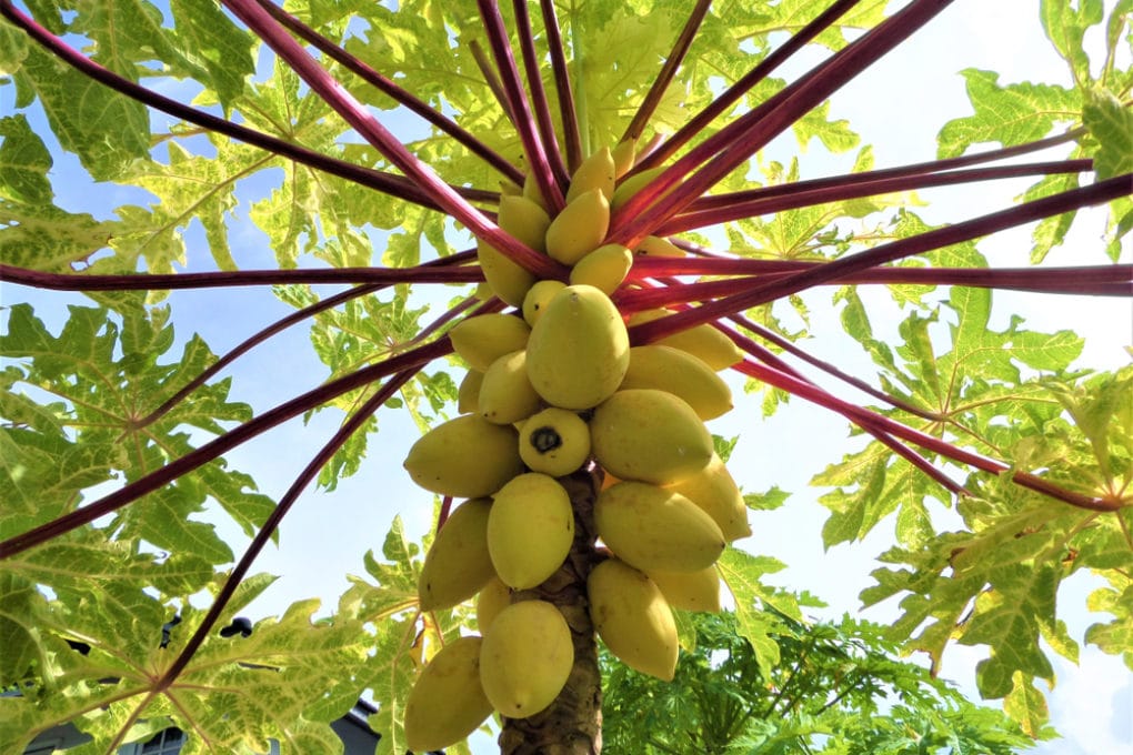 Where do papayas grow top facts