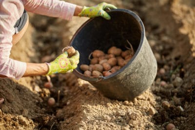 how-to-grow-potatoes-from-potatoes