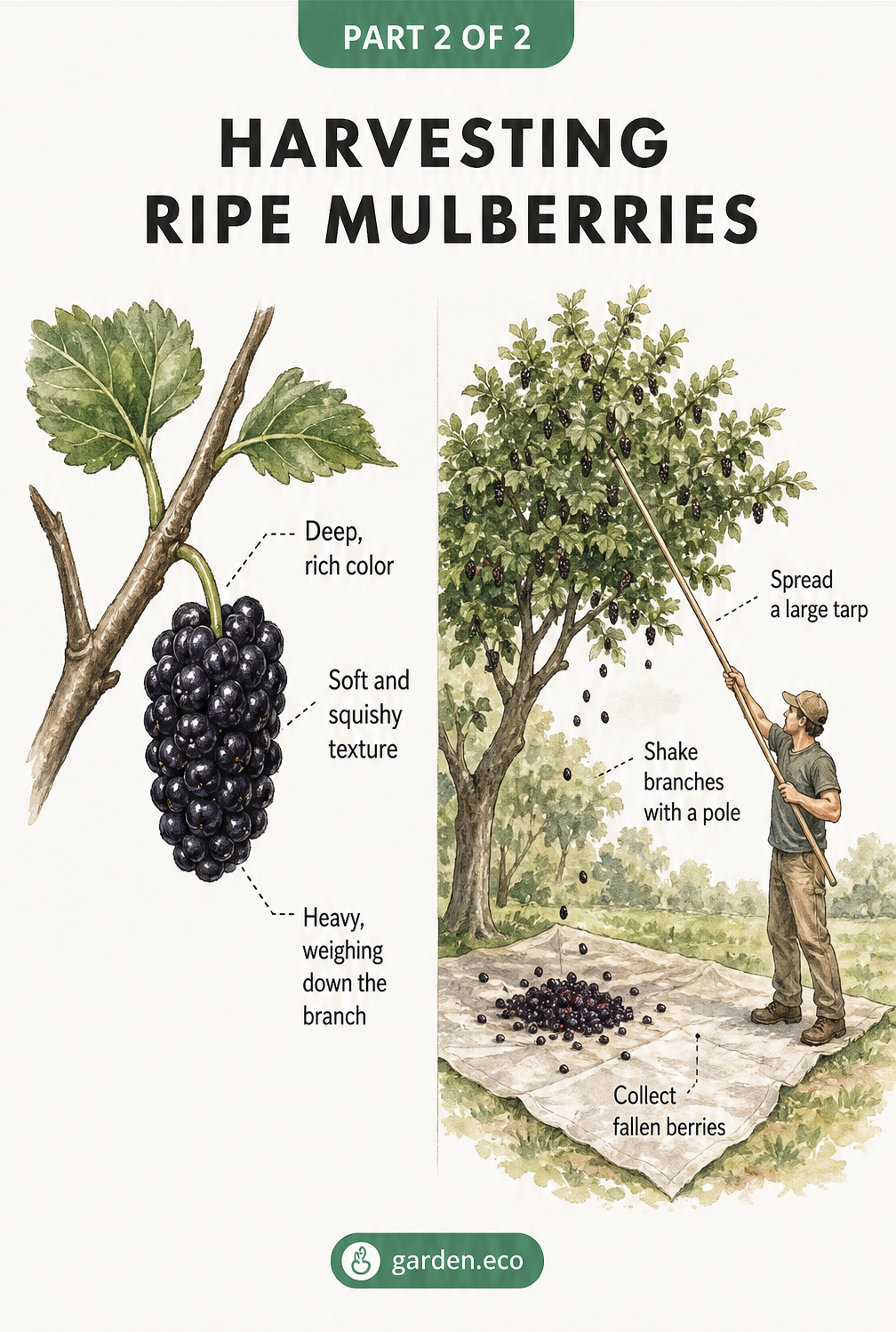 Illustration showing a ripe, dark mulberry on a branch and a gardener using a tarp and pole to harvest fallen berries.