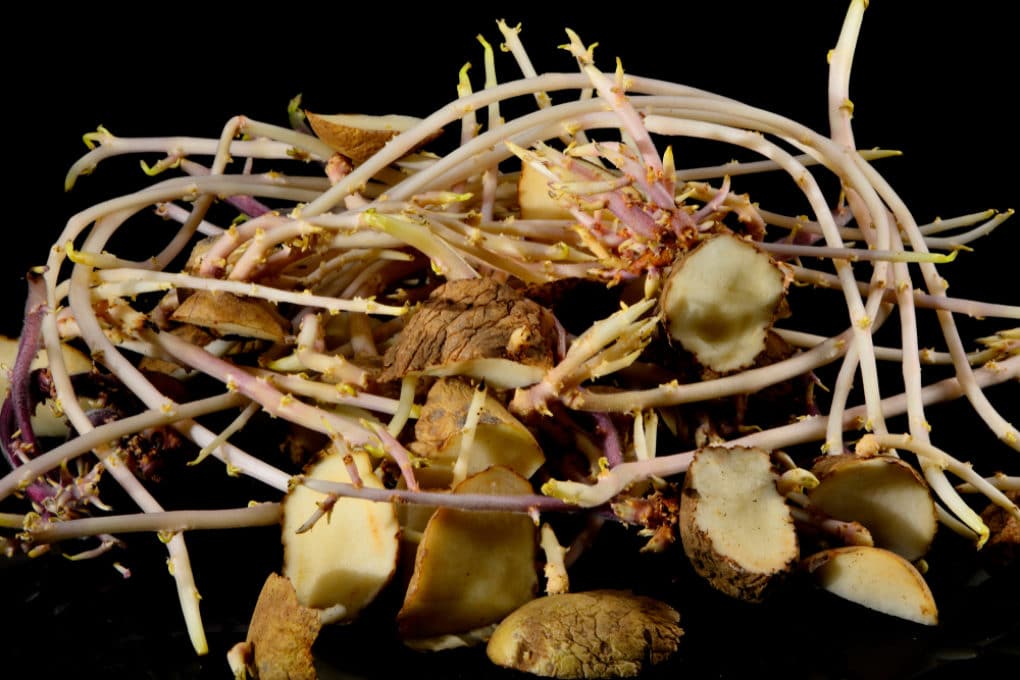 When to plant potatoes in zone 7 top tips
