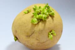how-to-sprout-potatoes