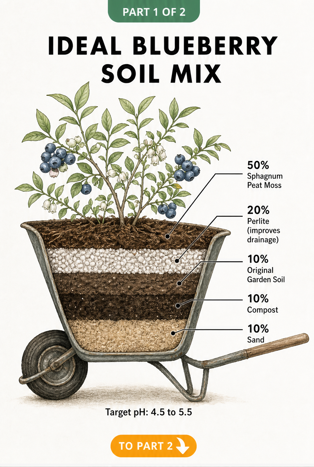 Cross-section of a wheelbarrow showing the ideal blueberry soil mix with layers of sphagnum peat moss, perlite, garden soil, compost, and sand.