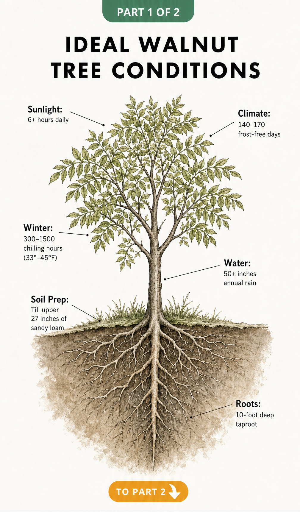 Botanical cross-section illustration of a young walnut tree showing the canopy and deep taproot system with ideal growing conditions.