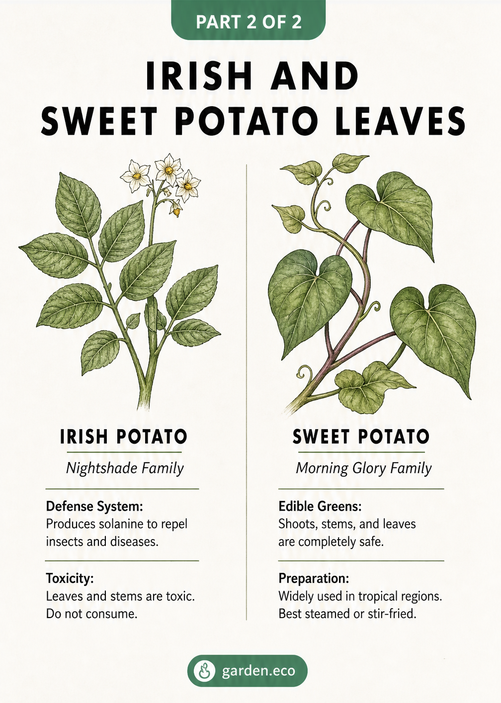 Comparison illustration of Irish potato leaves and sweet potato leaves, highlighting their different botanical families and edibility.