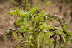 late-blight-of-potato