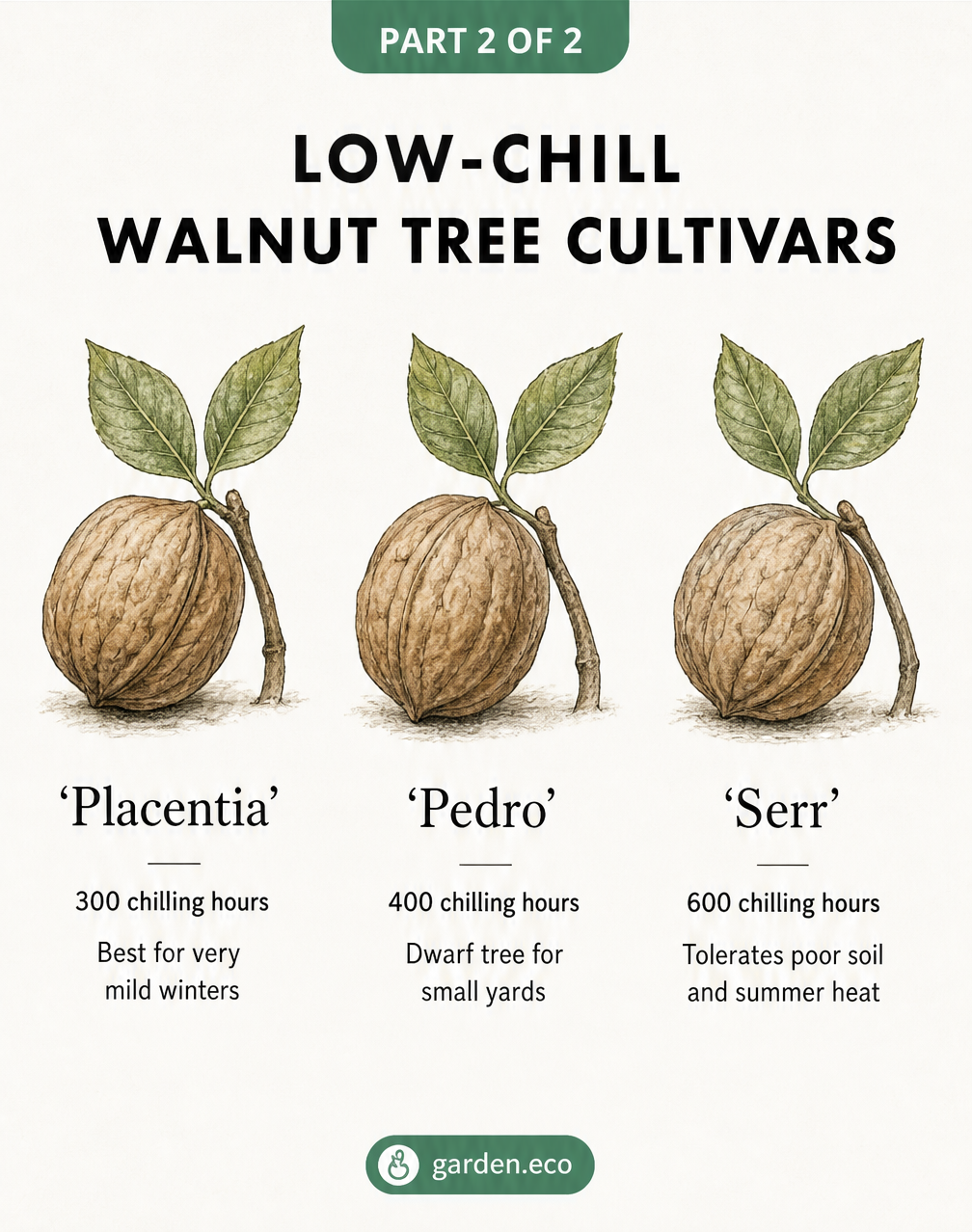 Illustrations of three walnuts with leaves detailing low-chill cultivars Placentia, Pedro, and Serr.