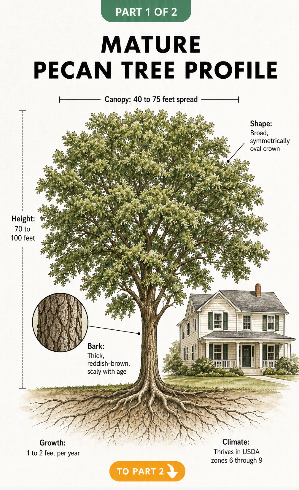 Botanical illustration of a mature pecan tree showing its broad oval crown, height of 70 to 100 feet, and reddish-brown scaly bark next to a two-story house...