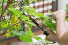 mulberry-pruning