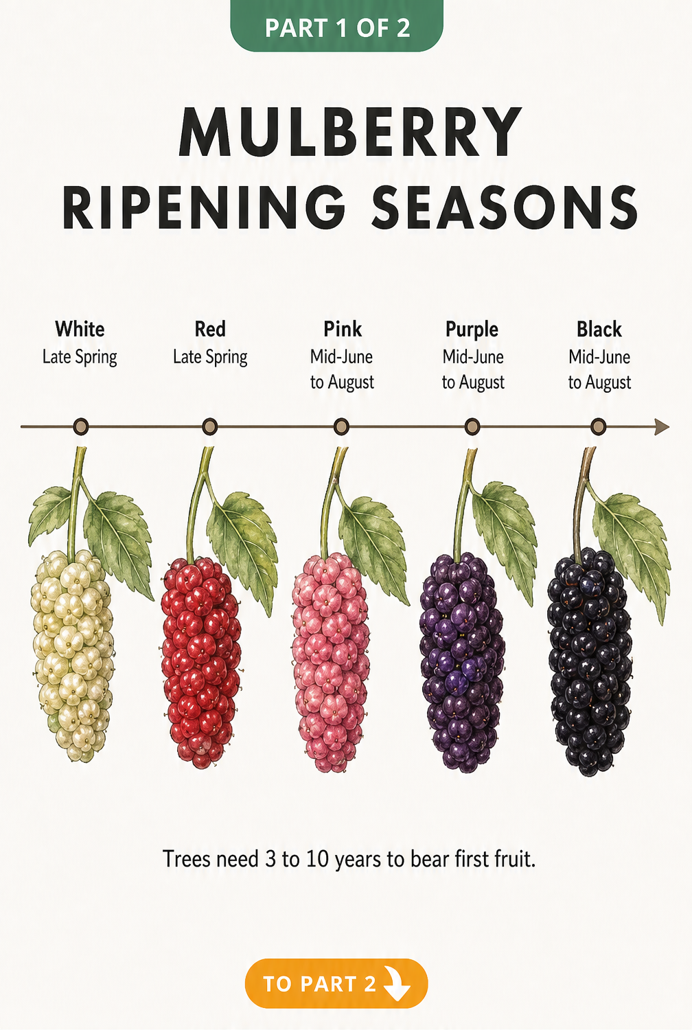 Timeline showing the ripening seasons for white, red, pink, purple, and black mulberries from late spring to August.