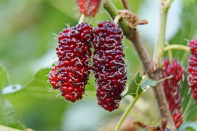 mulberry-tree-facts