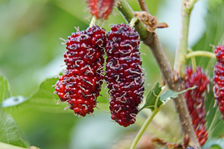 Mulberry Tree Facts and Top Tips