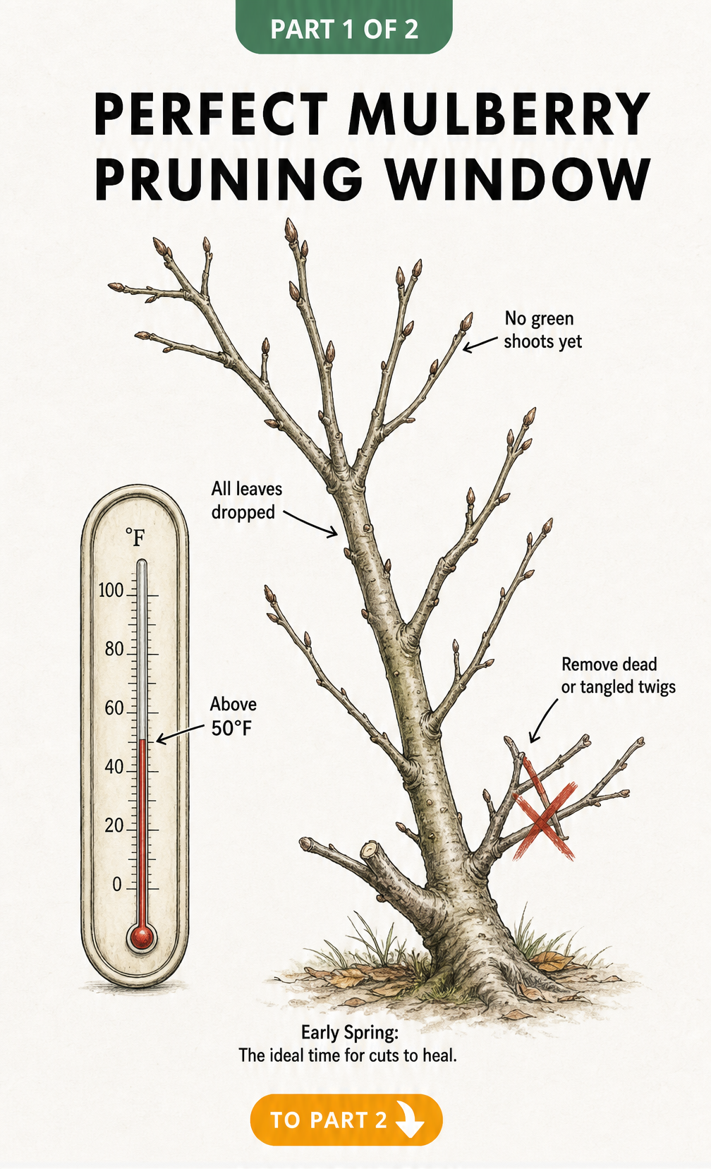 Botanical sketch of a leafless mulberry branch in early spring with a thermometer showing above 50 degrees Fahrenheit, indicating the ideal pruning window.