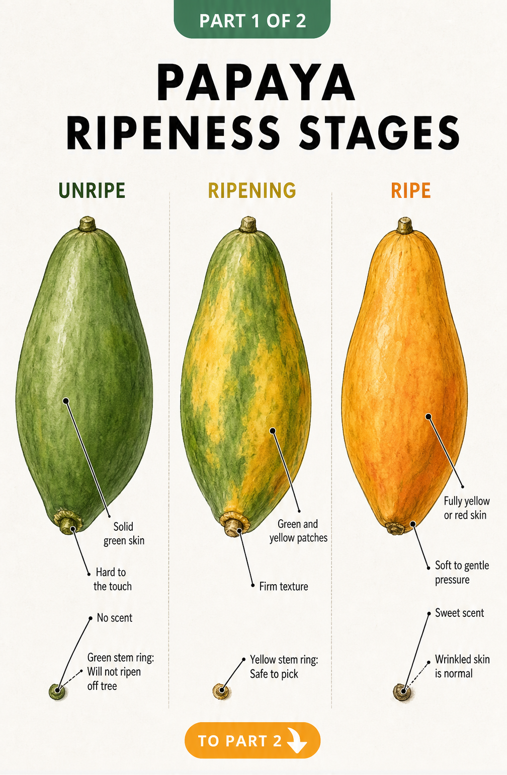 Illustration showing three stages of papaya ripeness from solid green and hard to fully yellow and soft.