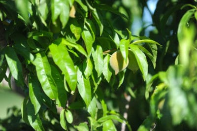 peach-tree-leaves