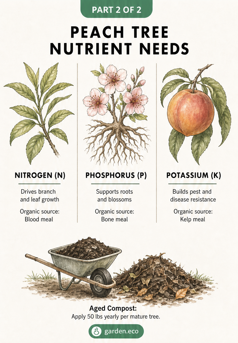 Botanical illustrations showing the effects of nitrogen, phosphorus, and potassium on peach trees, including branch growth, root health, and pest resistance.