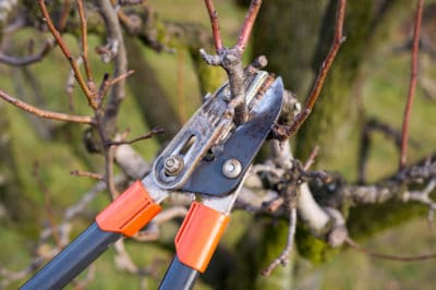 peach-tree-pruning