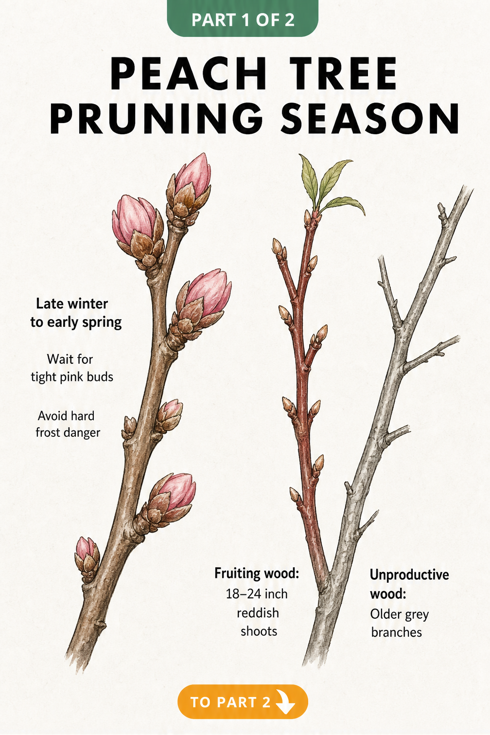 Illustration showing peach tree pruning season with pink buds and a comparison of reddish fruiting wood versus older grey unproductive wood.
