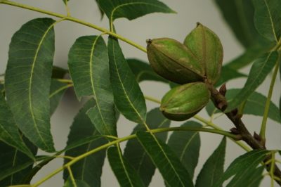 pecan-leaf