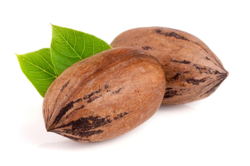 Pecan Tree Leaf Facts Garden.eco