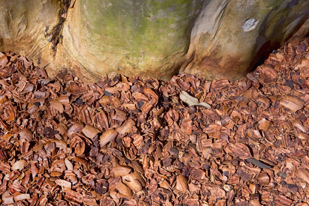 Hazelnut Shells as Mulch Garden.eco