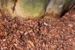 pecan-shell-mulch