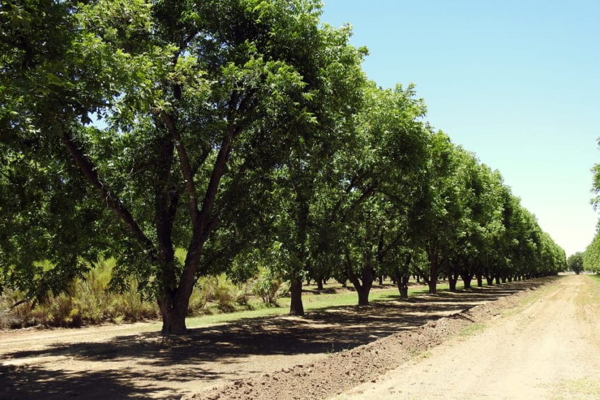 When to Harvest Pecans? »Top Picking Tips