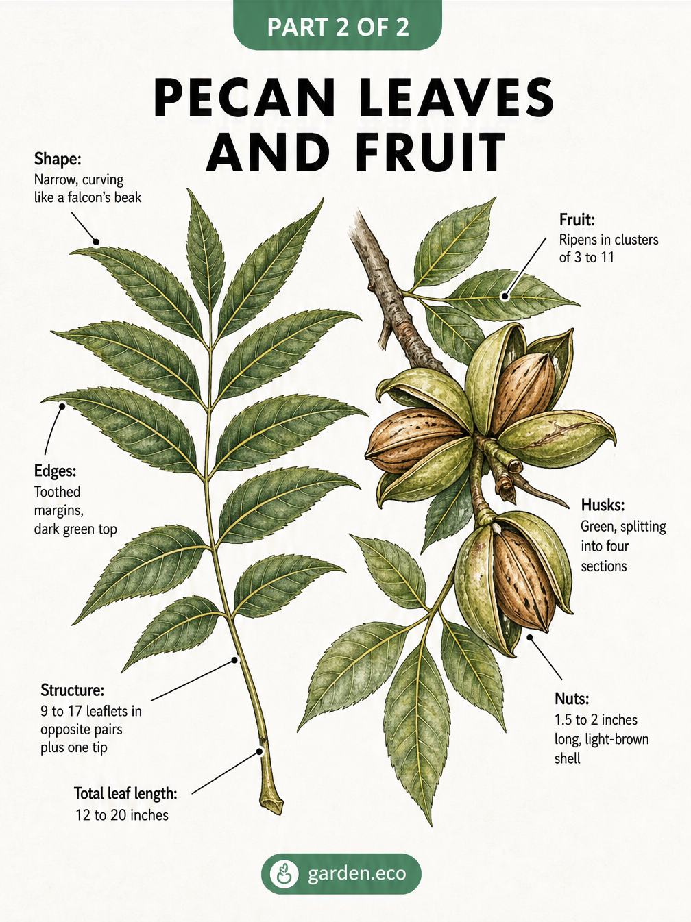 Botanical illustration of pecan leaves with 9 to 17 narrow, curved leaflets, and green husks splitting open to reveal light-brown pecan nuts.