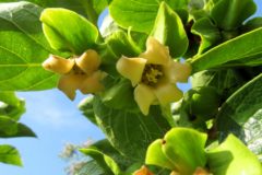 persimmon-flower