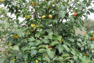 persimmon-tree-care