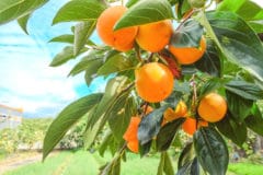 persimmon-tree-facts