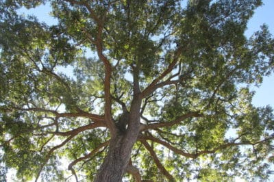 planting-pecan-trees