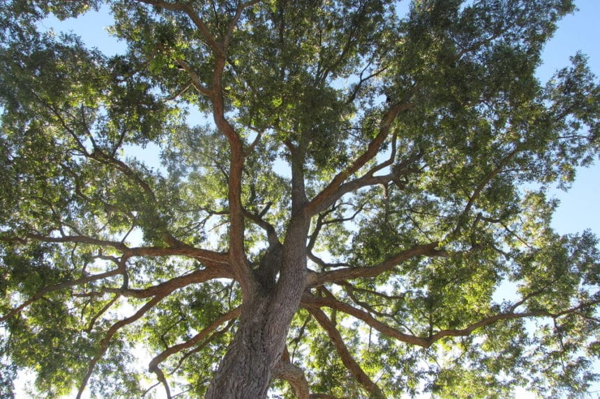 pecan trees requirement for texas ag exemption pecan trees requirement for texas ag exemption