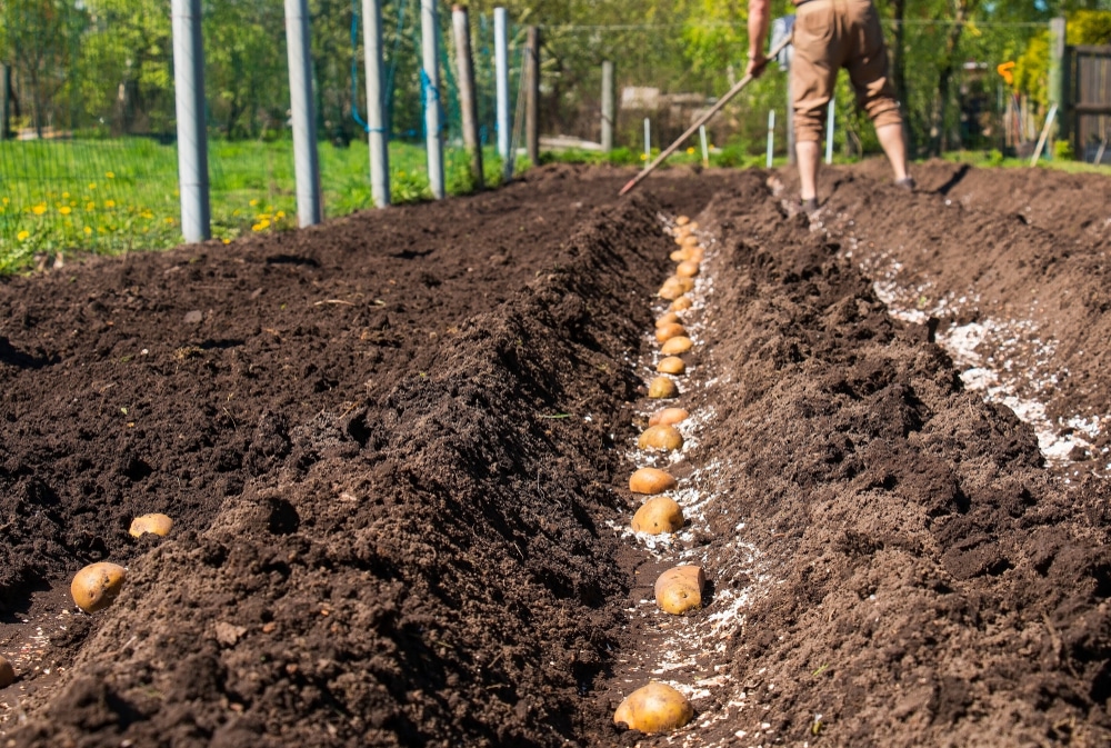 Planting Potatoes In The Fall 