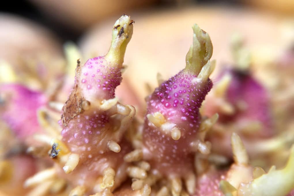 When to Plant Potatoes in Zone 7? » Top Tips