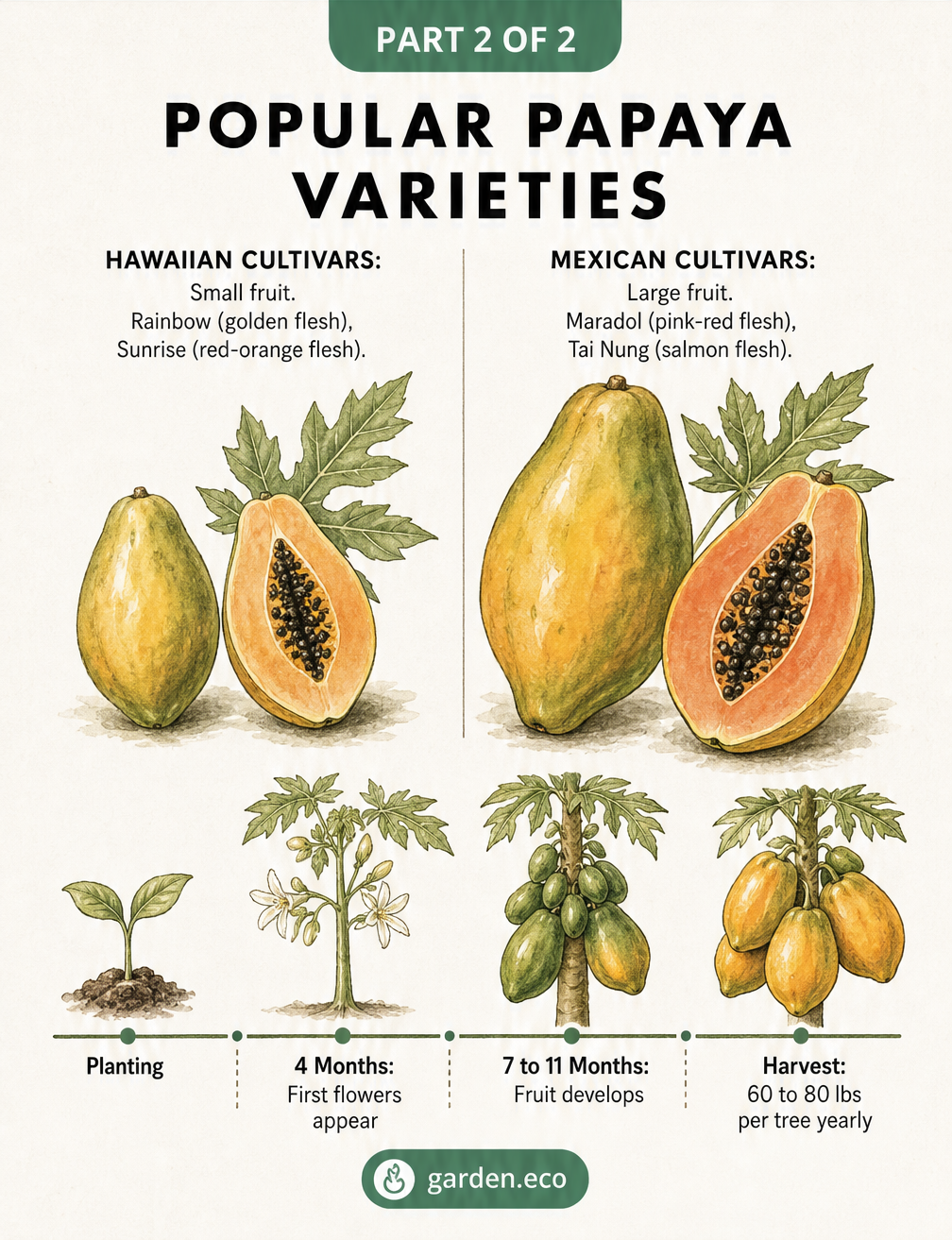 Botanical illustration comparing small Hawaiian and large Mexican papaya varieties, with a timeline from planting to harvest.
