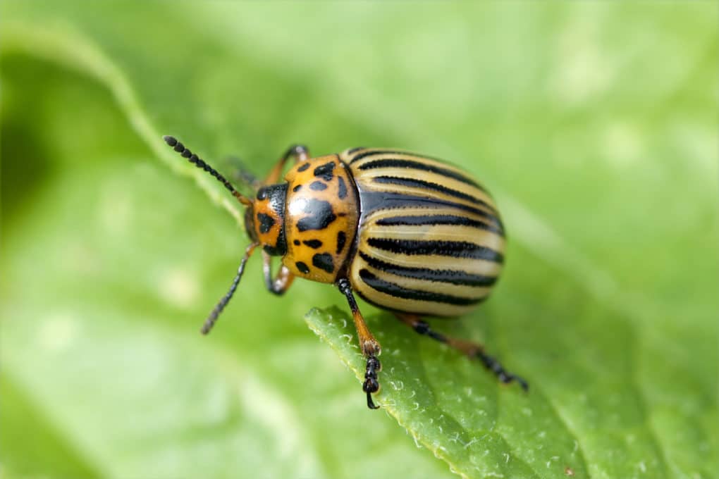 Potato Beetle » Top Facts & Tips